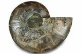 Cut & Polished Ammonite Fossil (Half) - Madagascar #323295-1